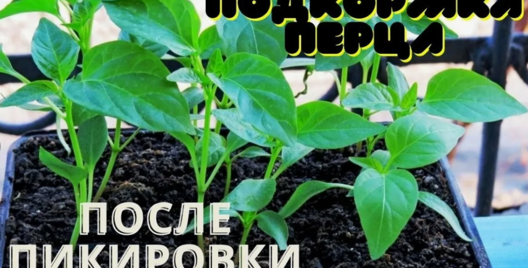 Когда подкармливать рассаду перца после пикировки: точные сроки и схемы, которые дают мощный рост за 14 дней