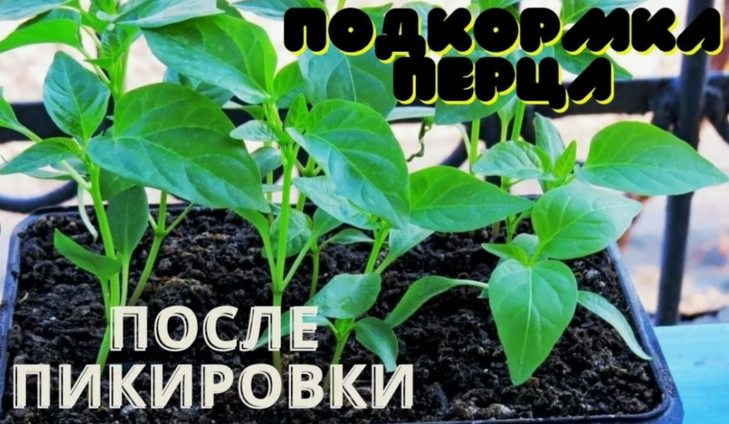 Когда подкармливать рассаду перца после пикировки: точные сроки и схемы, которые дают мощный рост за 14 дней