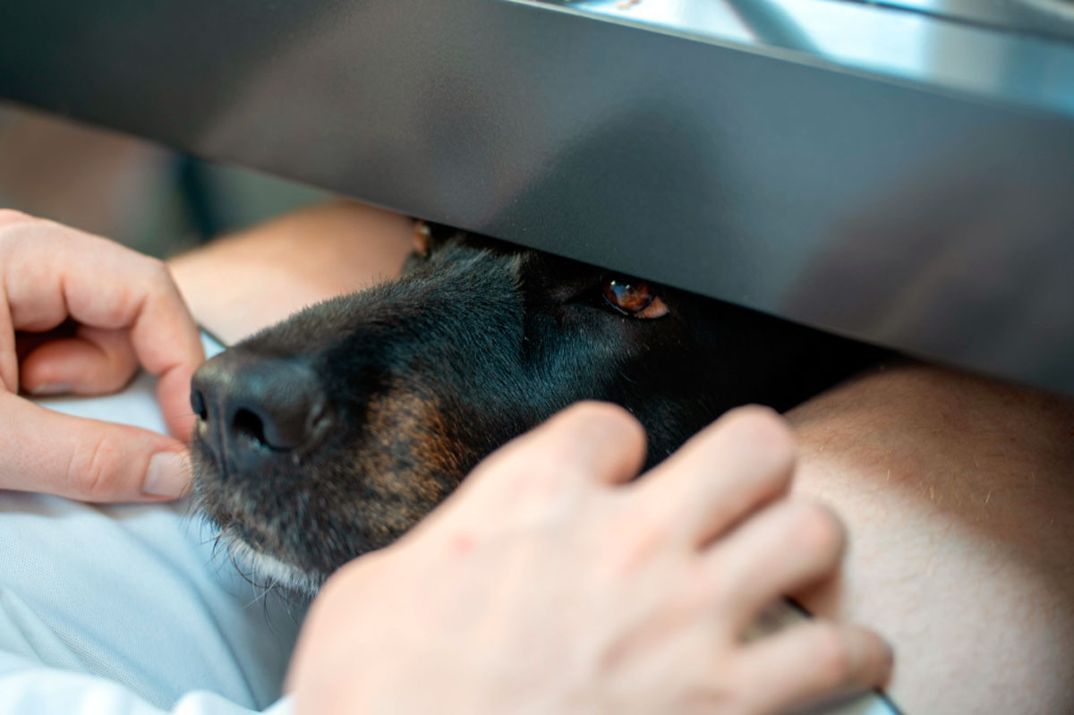 Мы готовы лгать, чтобы не выделяться и не быть отвергнутыми