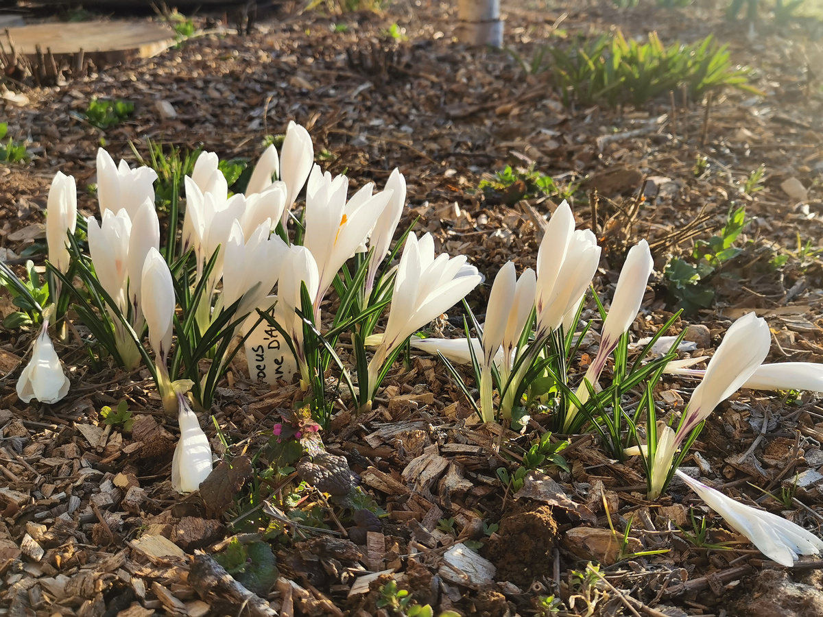 Crocus 'Jeanne d'Arc'