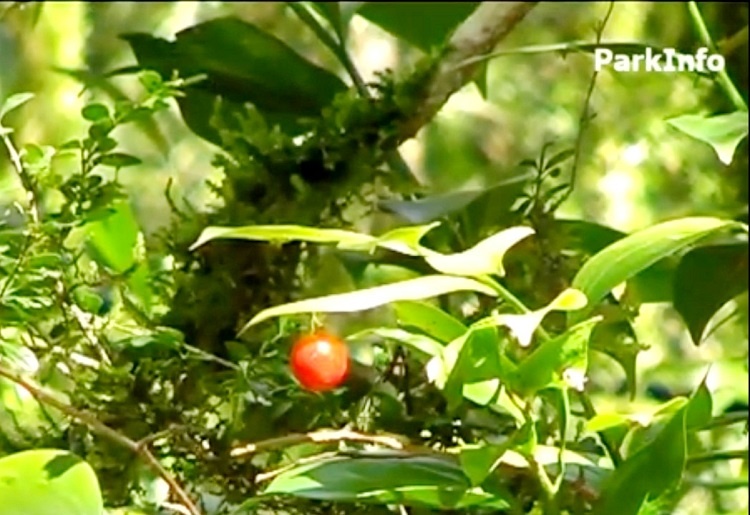 Источник: ИА ParkInfo