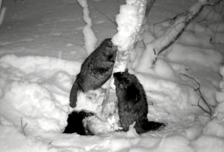 фото: Кристина Кашкарова