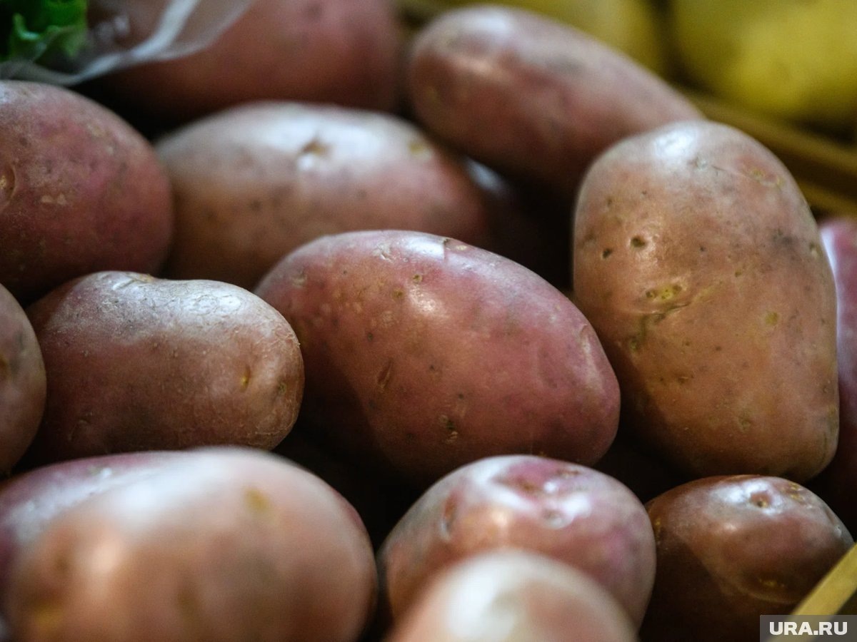     Минимальная закупочная цена на картофель 30–60 рублей за 1 кг