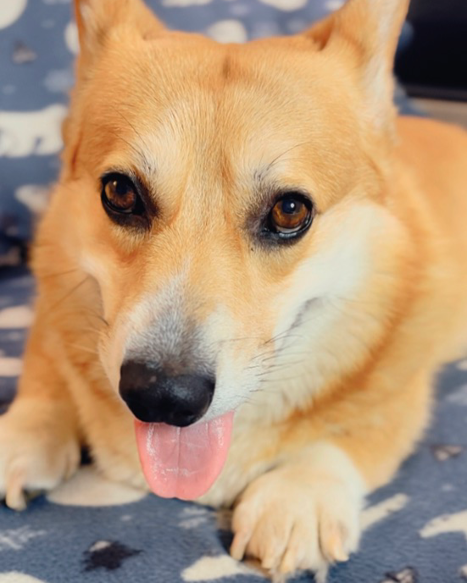 Язычок в память собак, соженных заживо