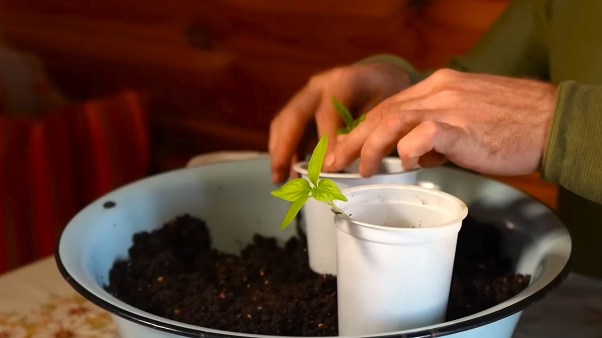 Как правильно выбрать грунт для пикировки перца: 3 критерия, которые спасут от застоя воды и гнили корней