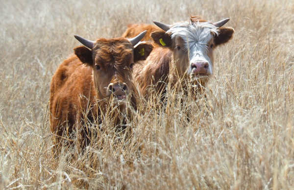 В Бурятии сельхозживотных спасут от бескормицы
