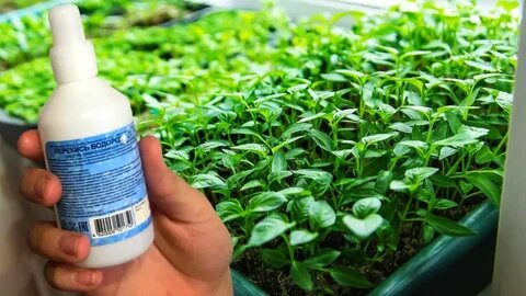 Перекись водорода для рассады перца: миф или рабочий способ реанимации ослабленных растений в марте