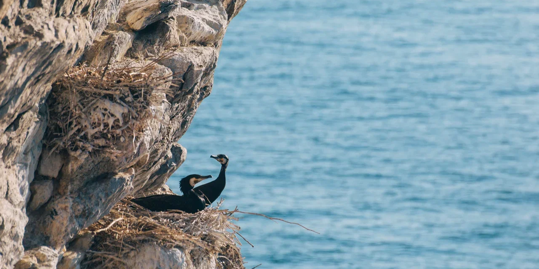 Фотоохота без вреда: как снять диких животных Байкала, не потревожив их