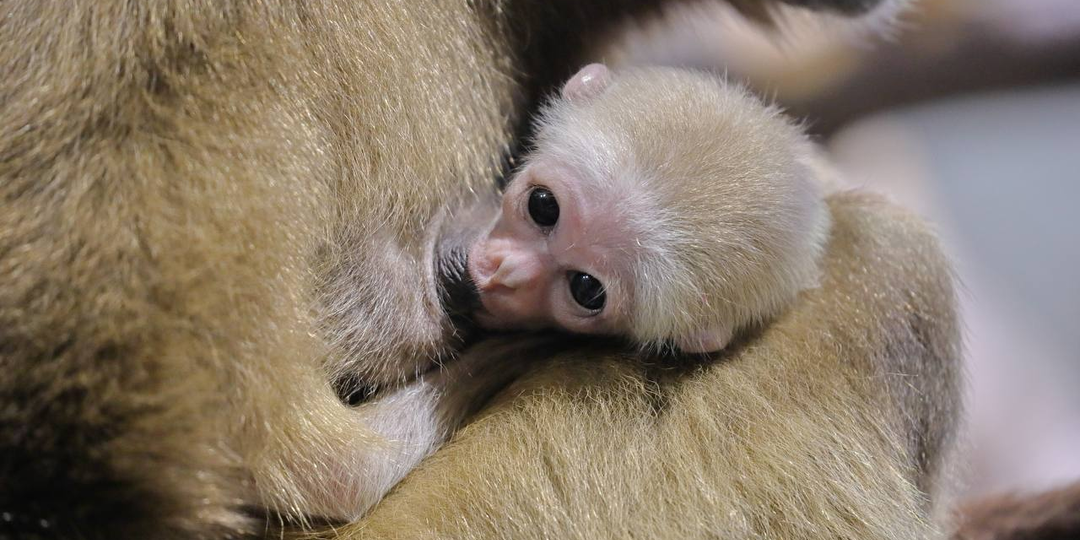 Объявляем конкурс на имя детёныша белорукого гиббона!🤩