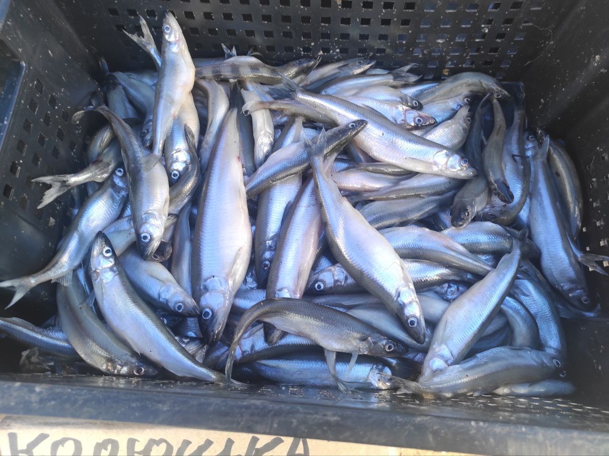 Форпост Северо-Запад