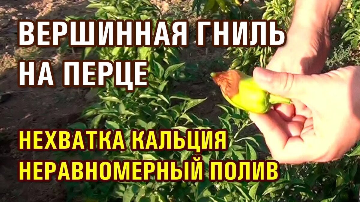 Вершинная гниль на перце: почему возникает при дефиците кальция и как провести экстренную внекорневую подкормку