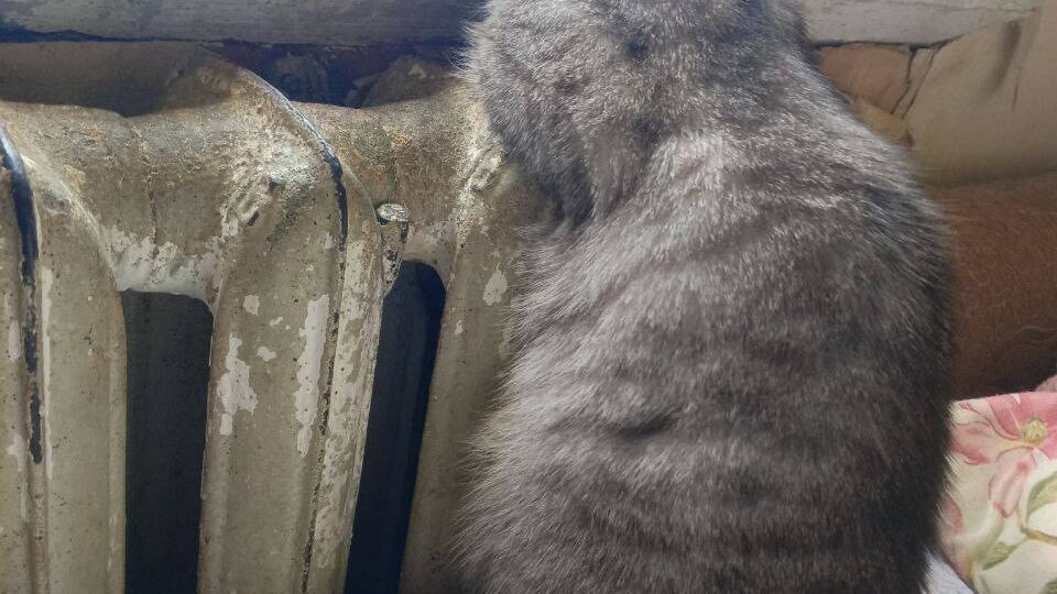 СПБ и ЛО. Срочно нужна передержка для двух пожилых котиков! Ищем временный дом для двух стареньких хвостиков