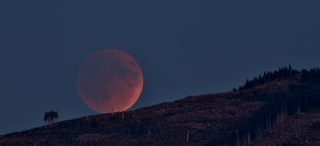 Источник изображения: https://nplus1.ru/