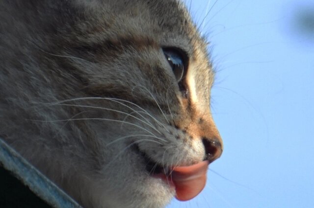    Мужчина до смерти забил кота. Фото: АиФ/ Юлия Францова