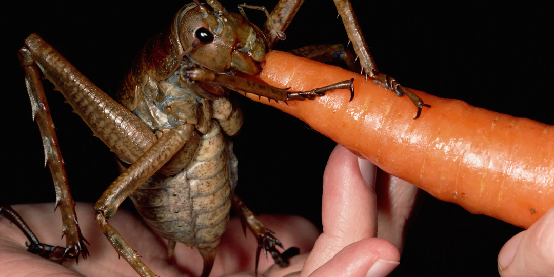Гигантская уэта: В Новой Зеландии эти чудовища заменяют зайцев!