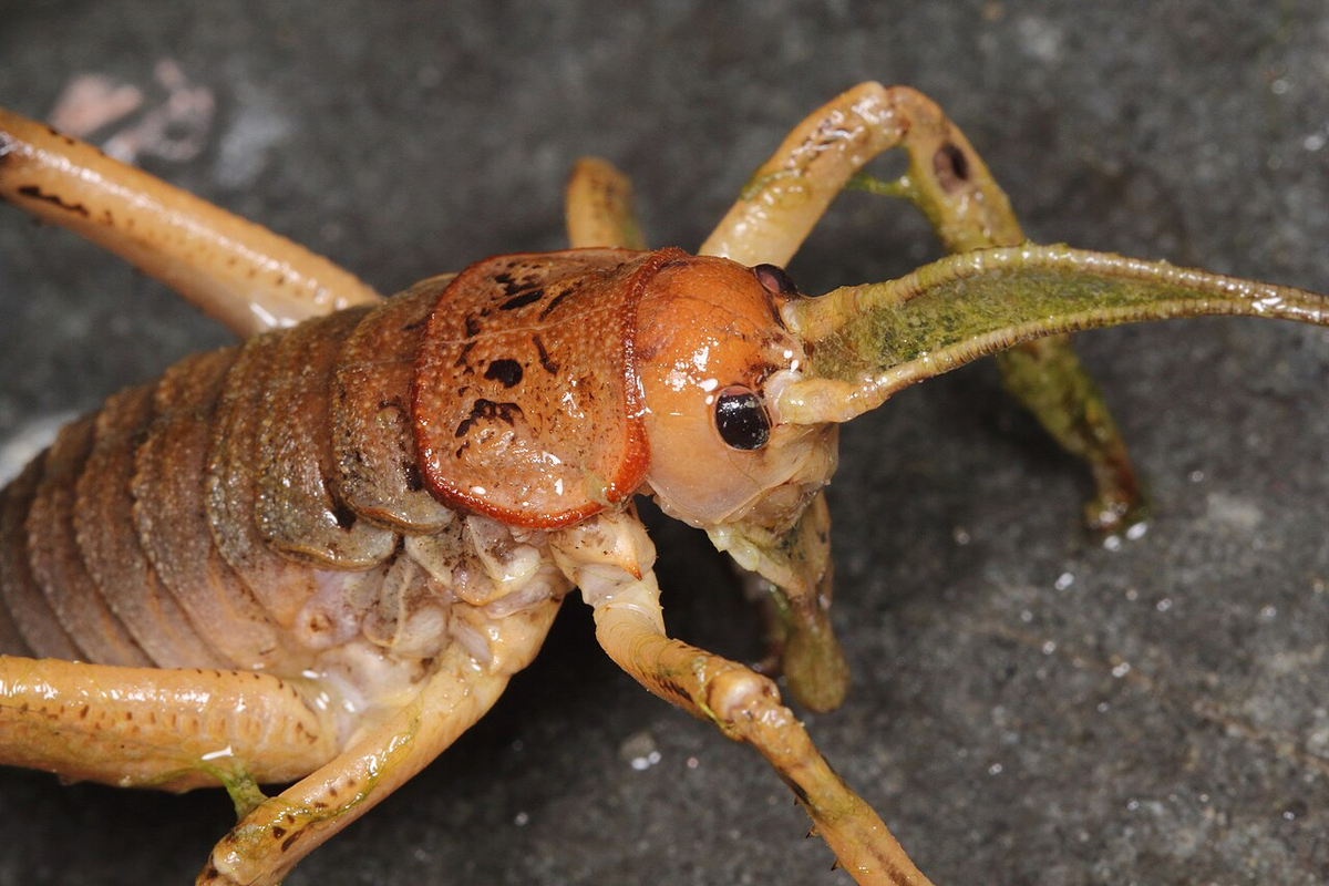 Несмотря на маленький ареал обитания, не все уэты изучены хорошо. На фото каикоурская уэта, о которой нам вообще нечего сказать.