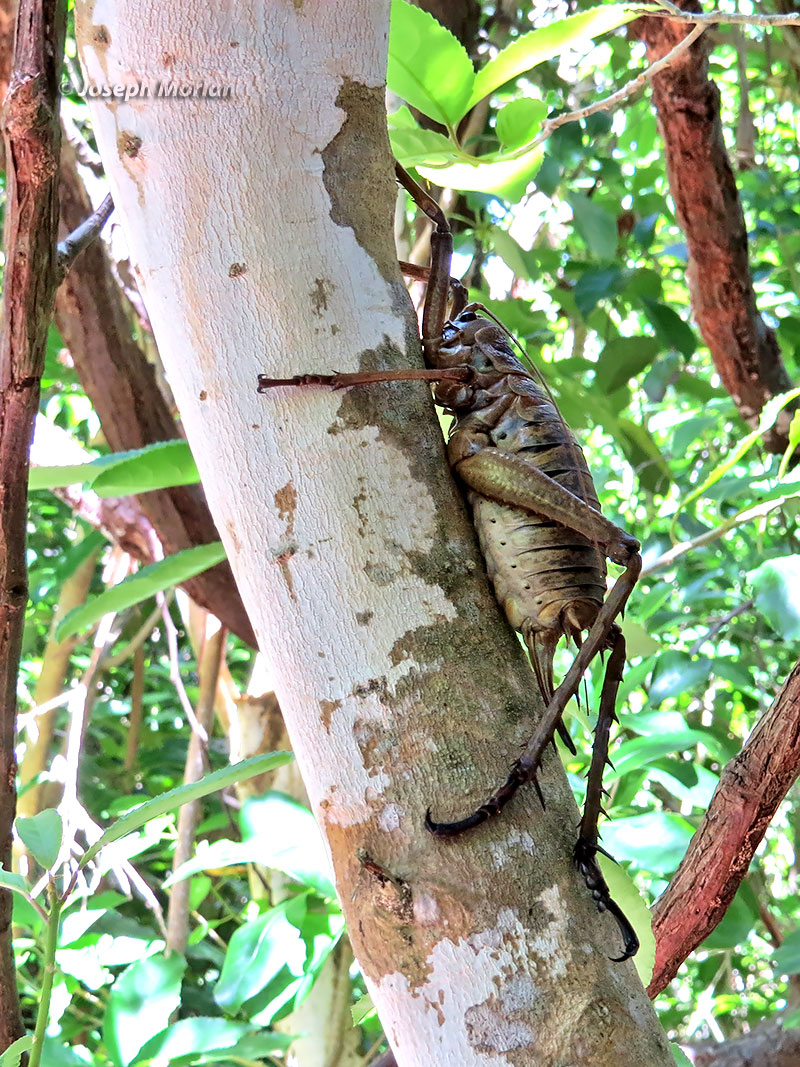Знакомьтесь, это местная белочка.