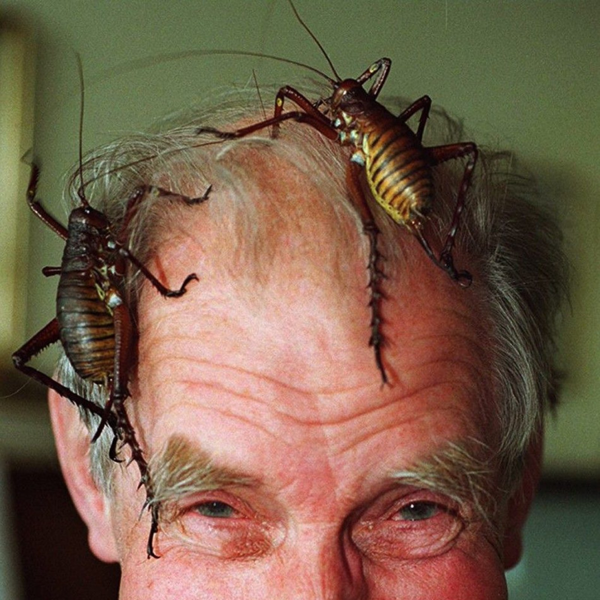 Я уверен, что они бы и от человеченки не отказались, но доказать это не могу.