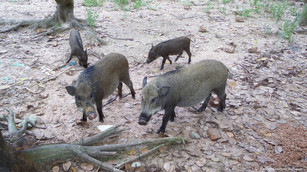 Местные кабанчики