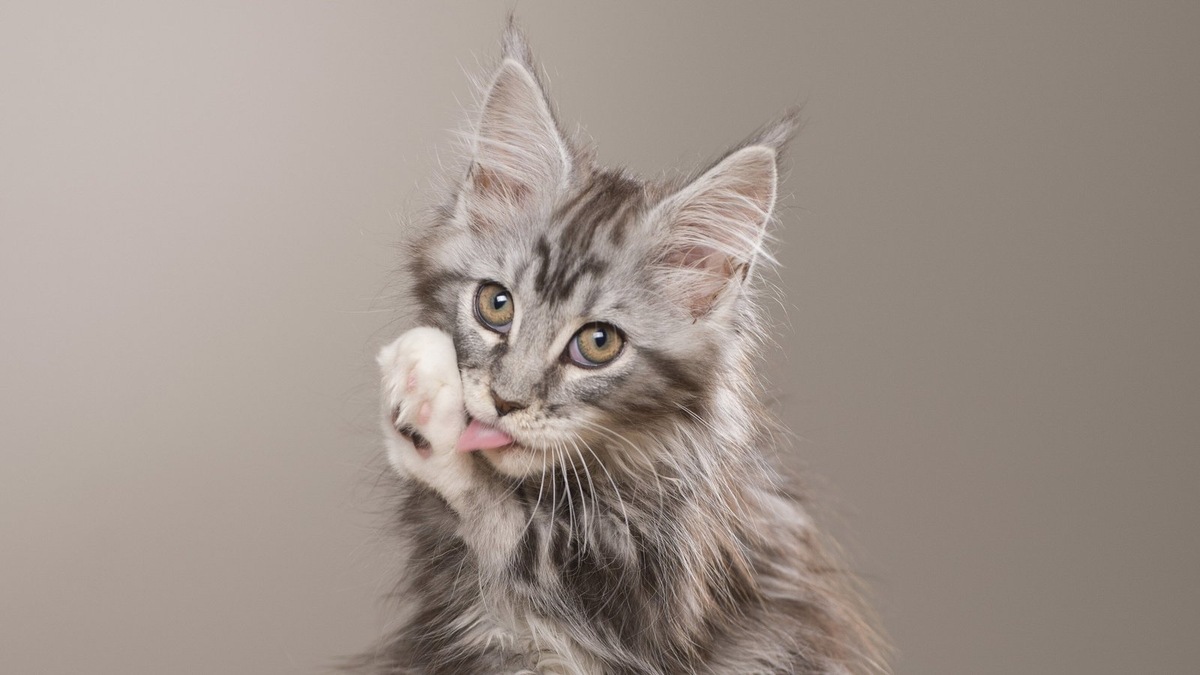    Некоторые имена отражают яркую индивидуальность питомца или чувство юмора хозяев