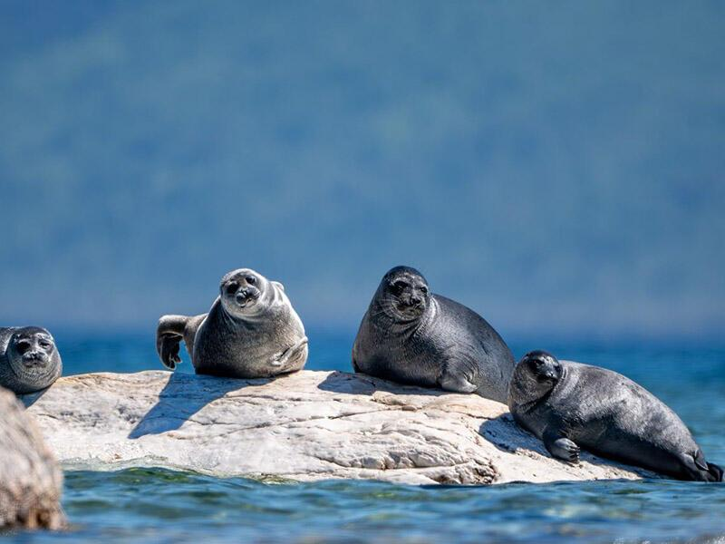 © Фото: Лубсан Чагдуров, «Заповедное Подлеморье»
