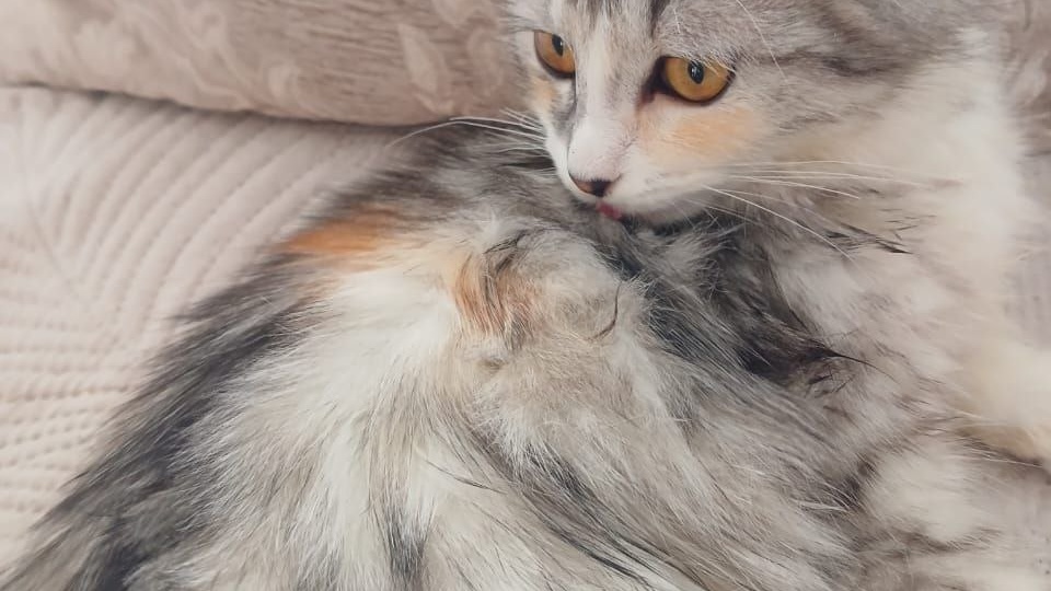 Маленький котенок девочка ищет дом! Москва, Питер