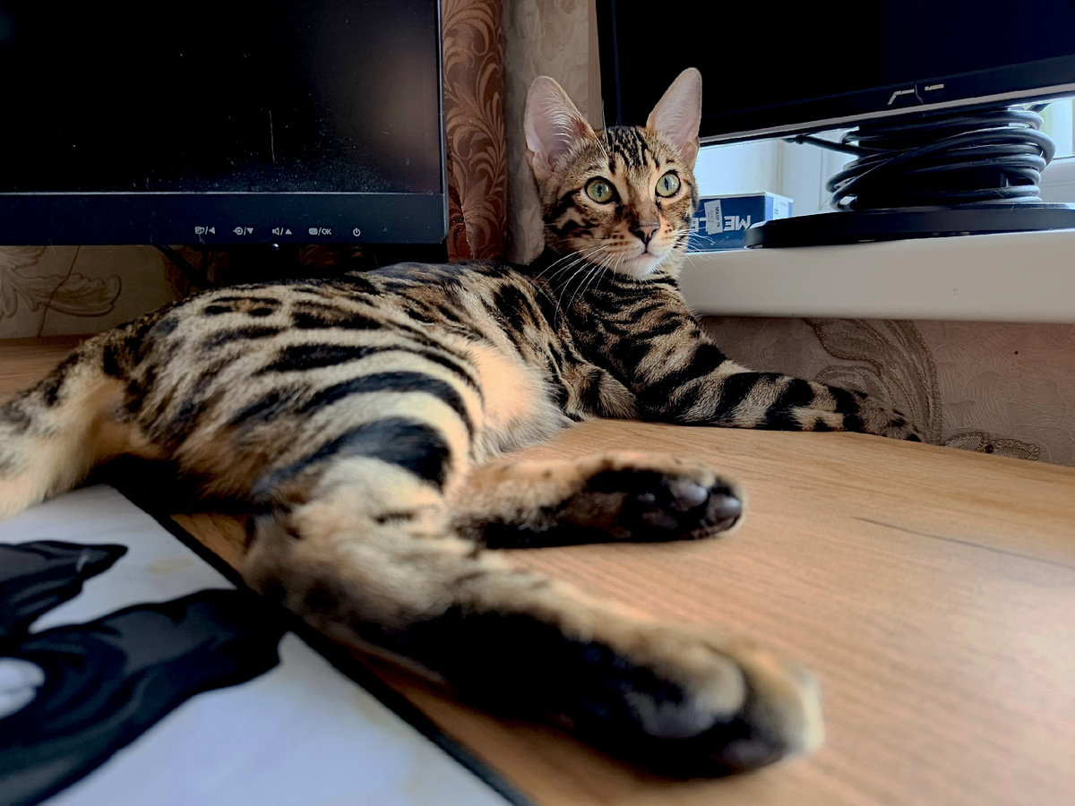 Бенгальская кошка по имени Гармония