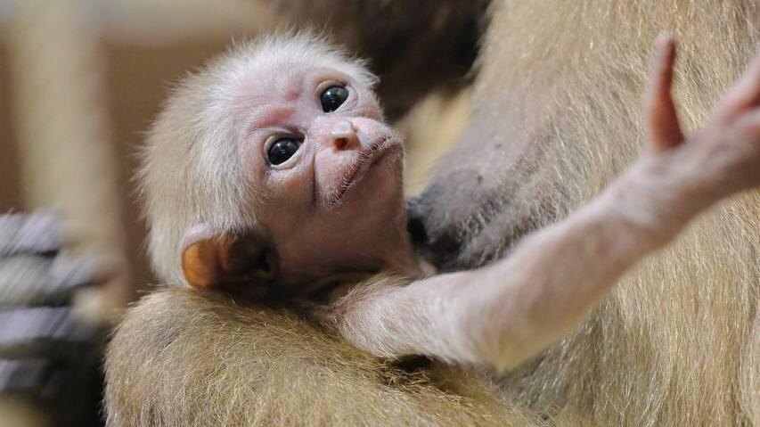    Фото: t.me/lenzoopark