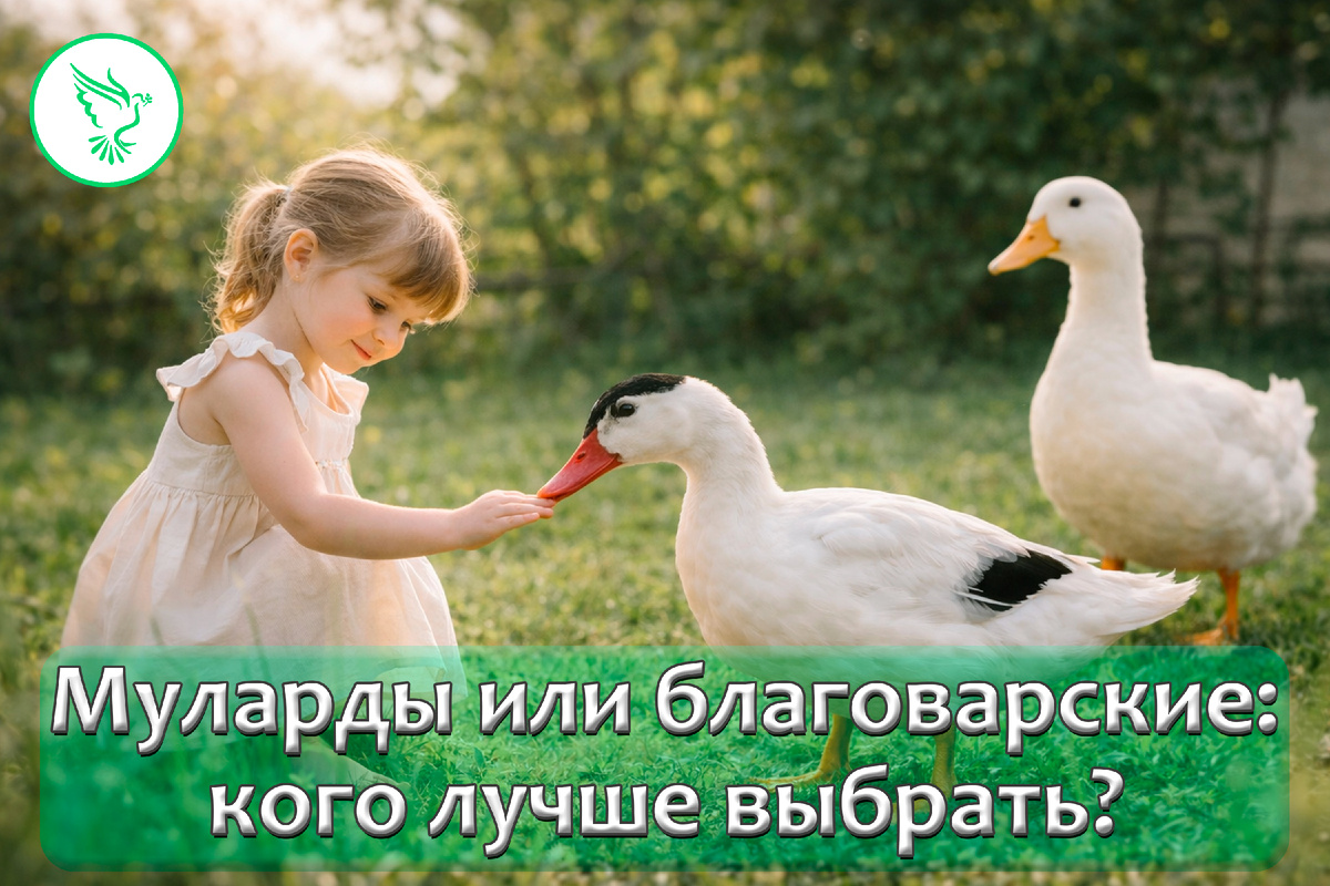Мясные утки для ЛПХ: сравнительный разбор мулардов и благоварских