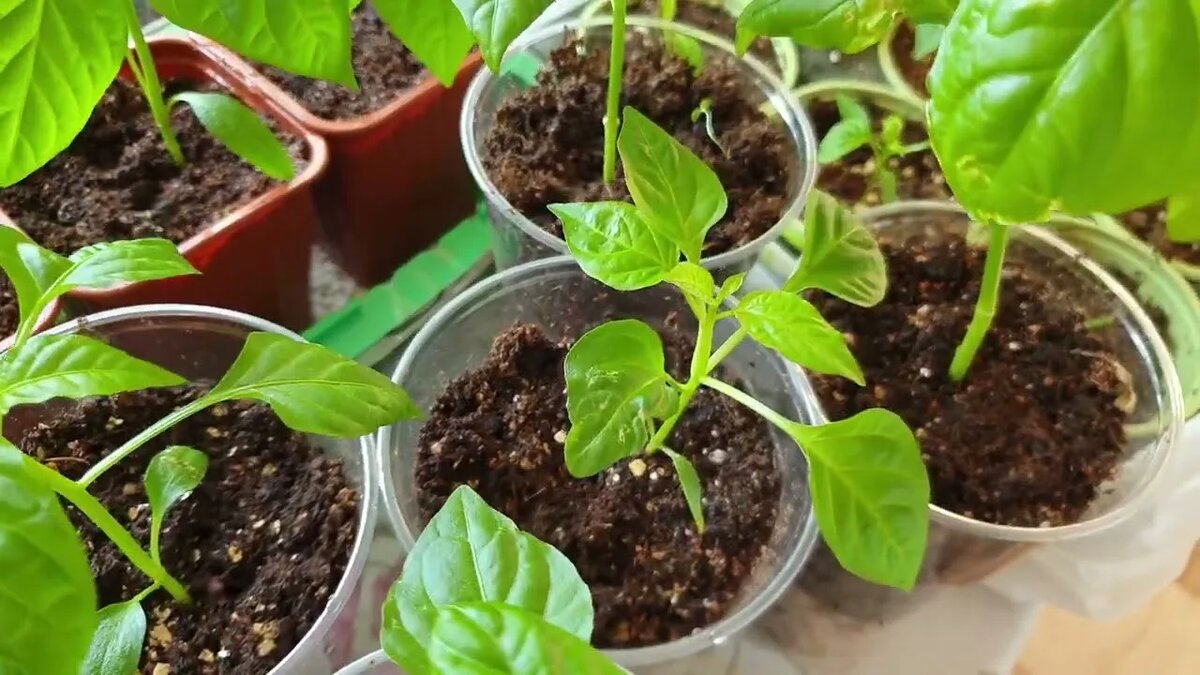 Рассада перца вянет после пересадки: 5 скрытых причин стресса и проверенные способы быстрой адаптации в домашних условиях
