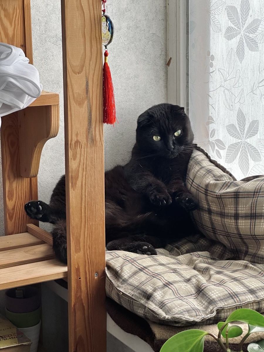 Фото автора. Вот они, слева напрво😸 Кики