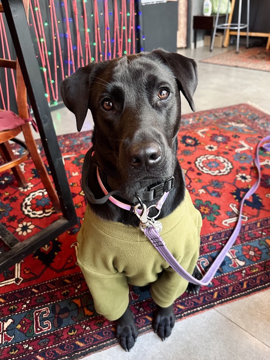 Фото автора. Джули