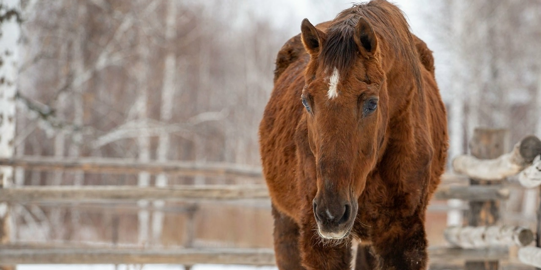 Как ветеринар из Тюмени спасает десятки лошадей