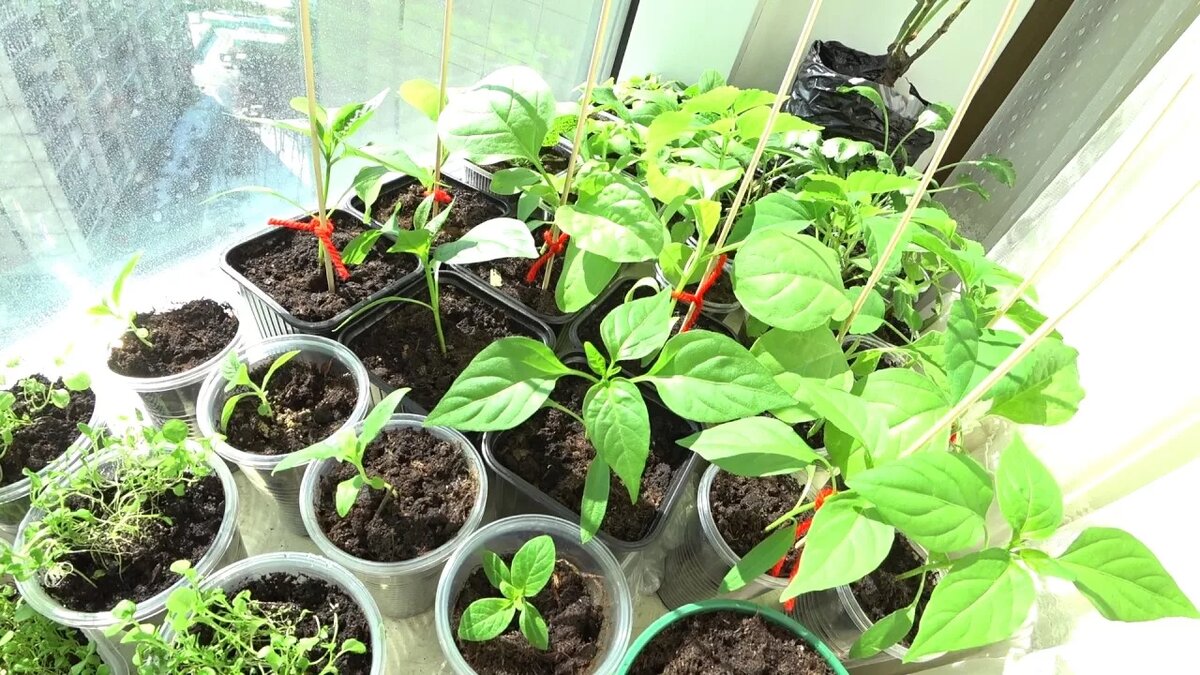Как понять, что рассаде перца не хватает света: простые визуальные тесты и решения для мартовского выращивания на подоконнике