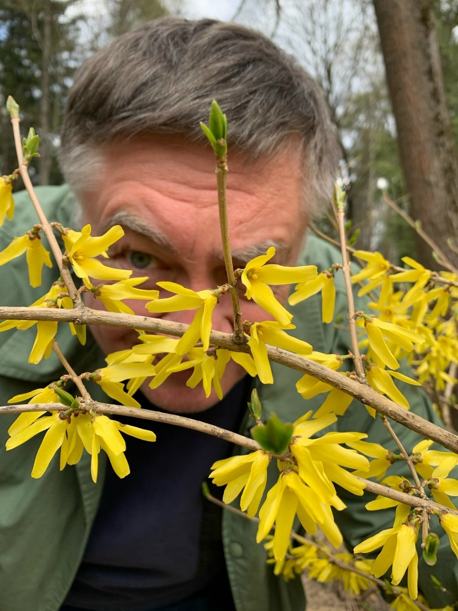 Золото форзиции