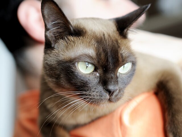    Фото: depositphotos/alinute