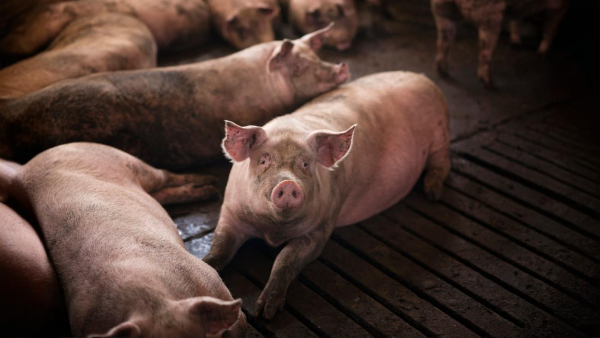 Фото: aleksandarlittlewolf / Freepik.com