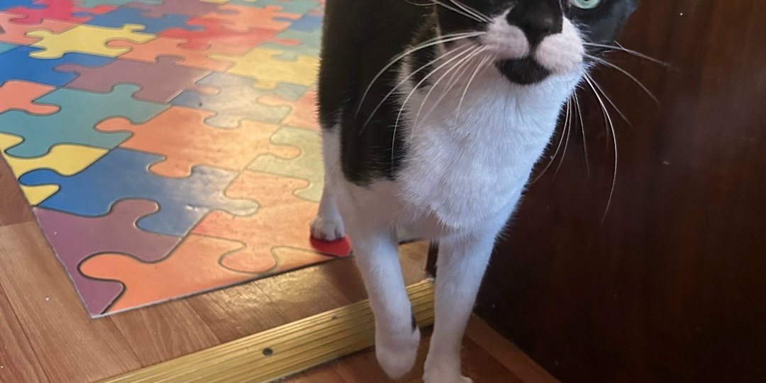 😽Преданный людьми Руми пока ищет дом🏡