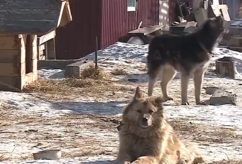     Отлов бездомных собак в Красноярске станет дороже