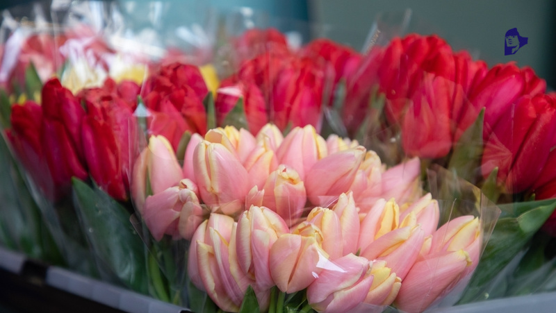      Фото: Дмитрий Ахмадуллин / / ИА «Победа26»