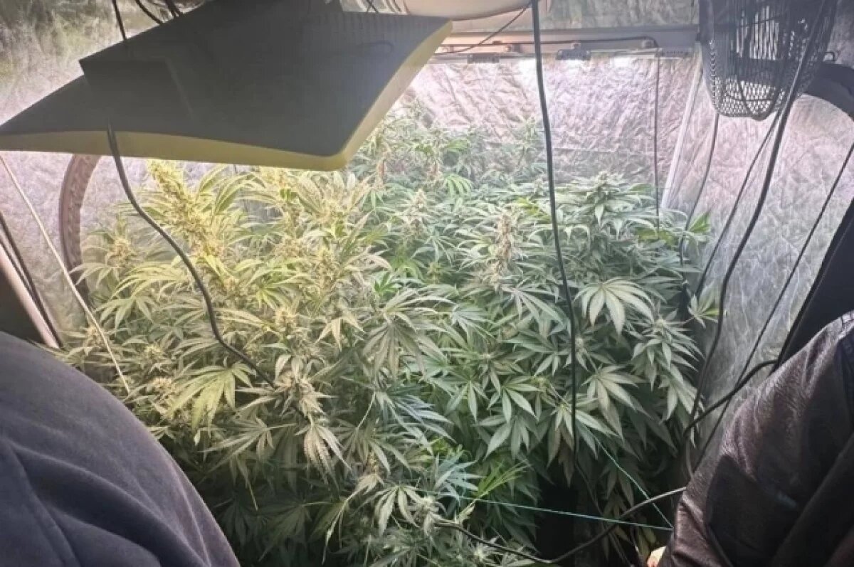    Стало известно сколько наркотиков изъято в Омской области в 2025 году