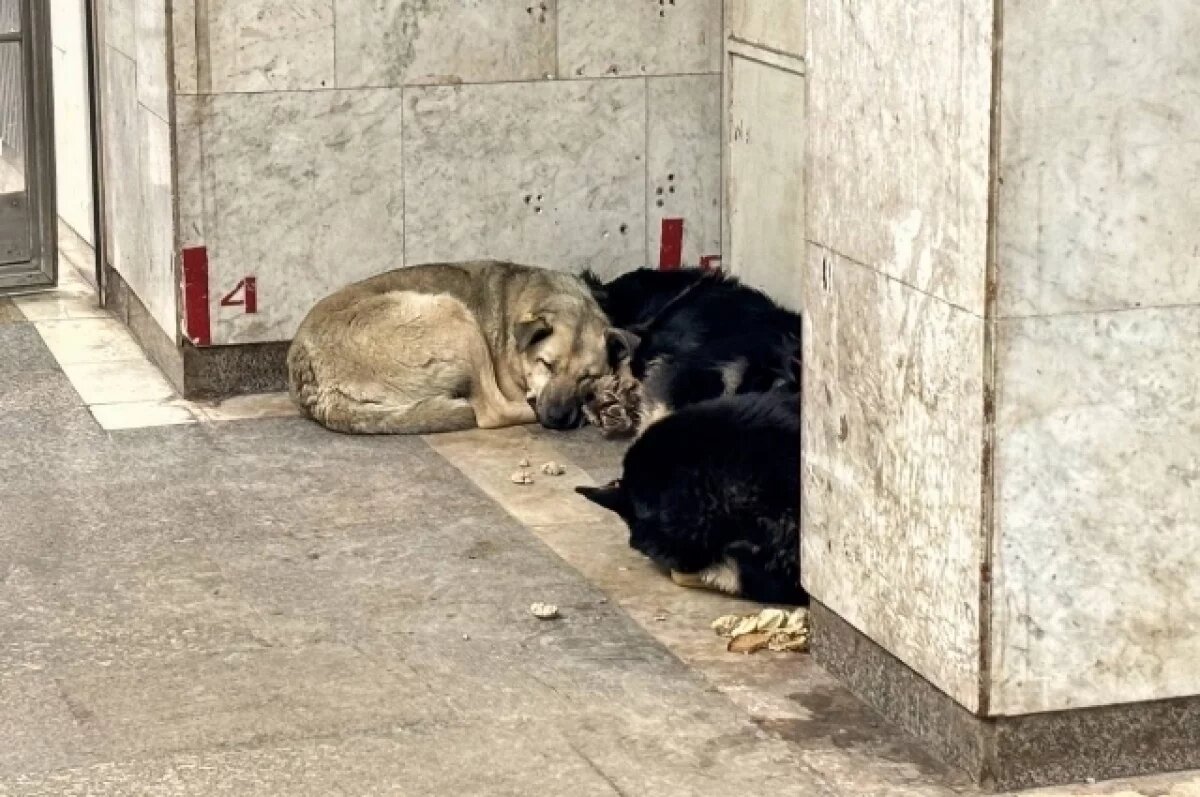    В Волгограде возбудили дело из-за нападения пса на ребенка