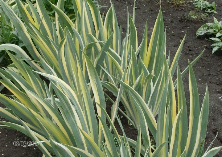 Личное фото из собственного питомника. 