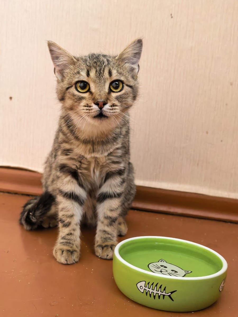 Снова эта поза кошки с астматическим приступом. Дышит ртом!