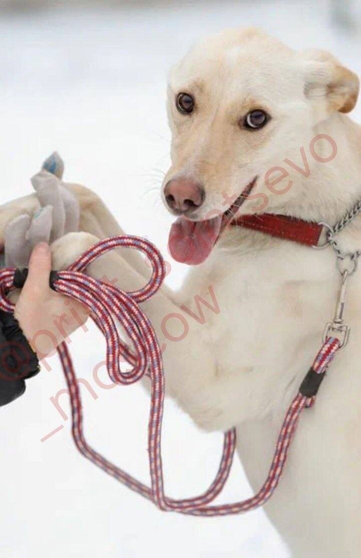 Я Бэлла. Мне подарили гипоаллергенный корм, благодарю!