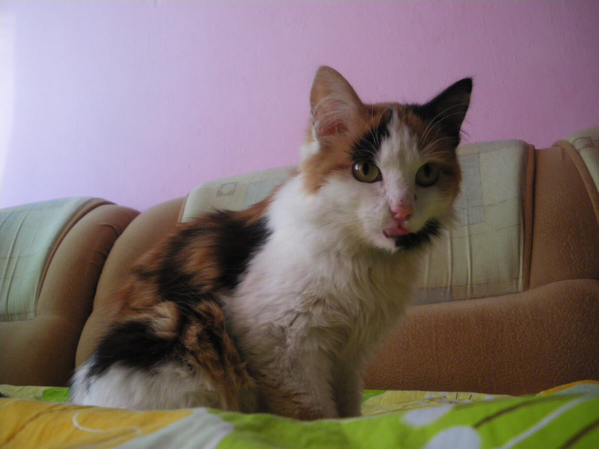 Первые фото Муси. Самые первые, с травмами не сохранились. Фото автора