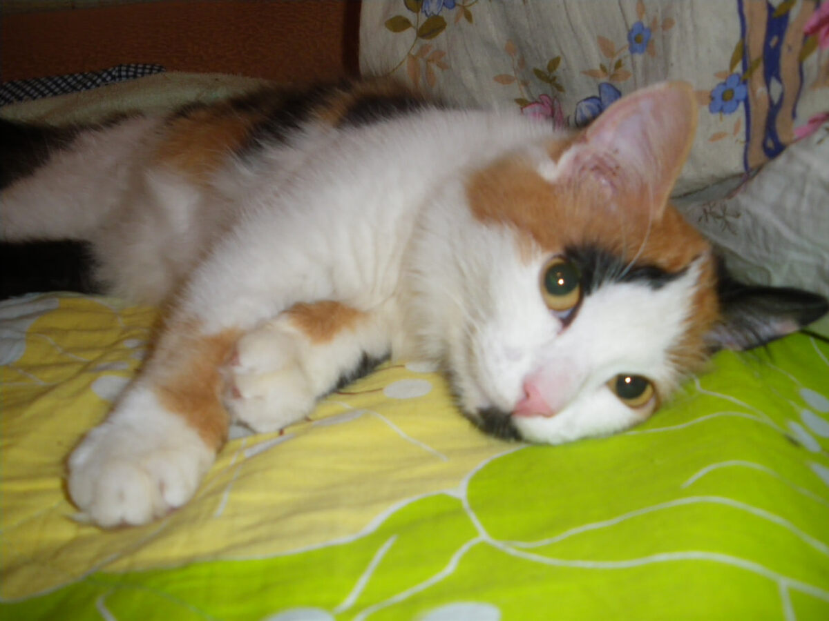 Муся. Фото автора