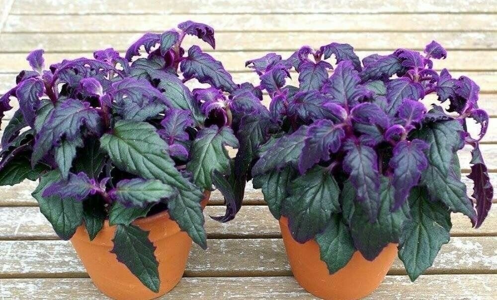 Фотография из интернета