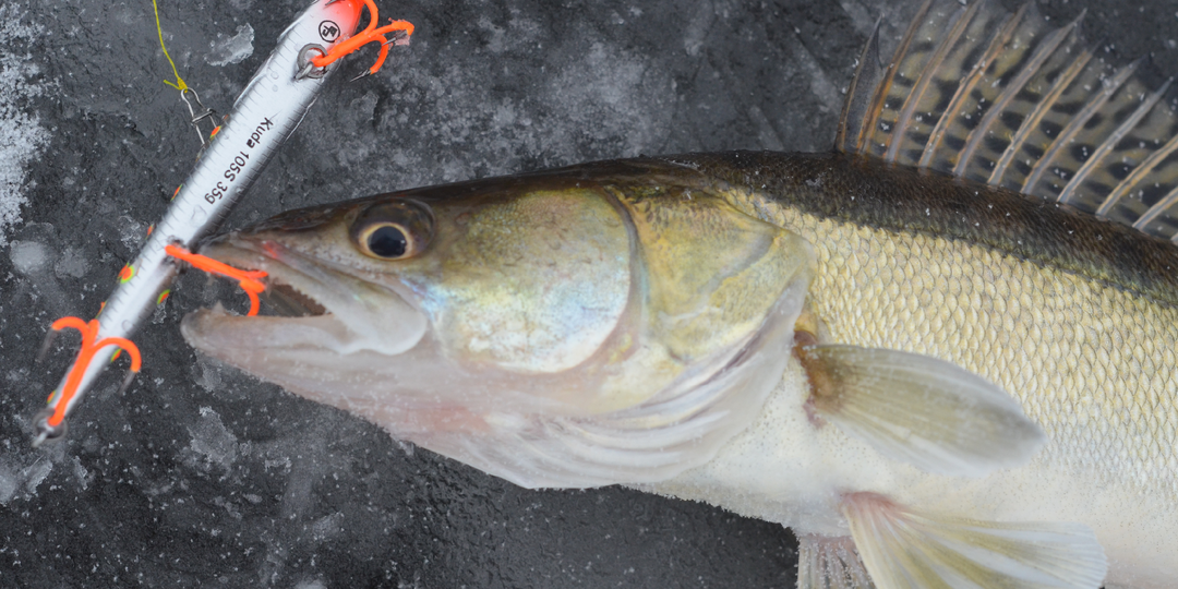 Провокация в цвете: как новые приманки ECOPRO соблазняют хищника