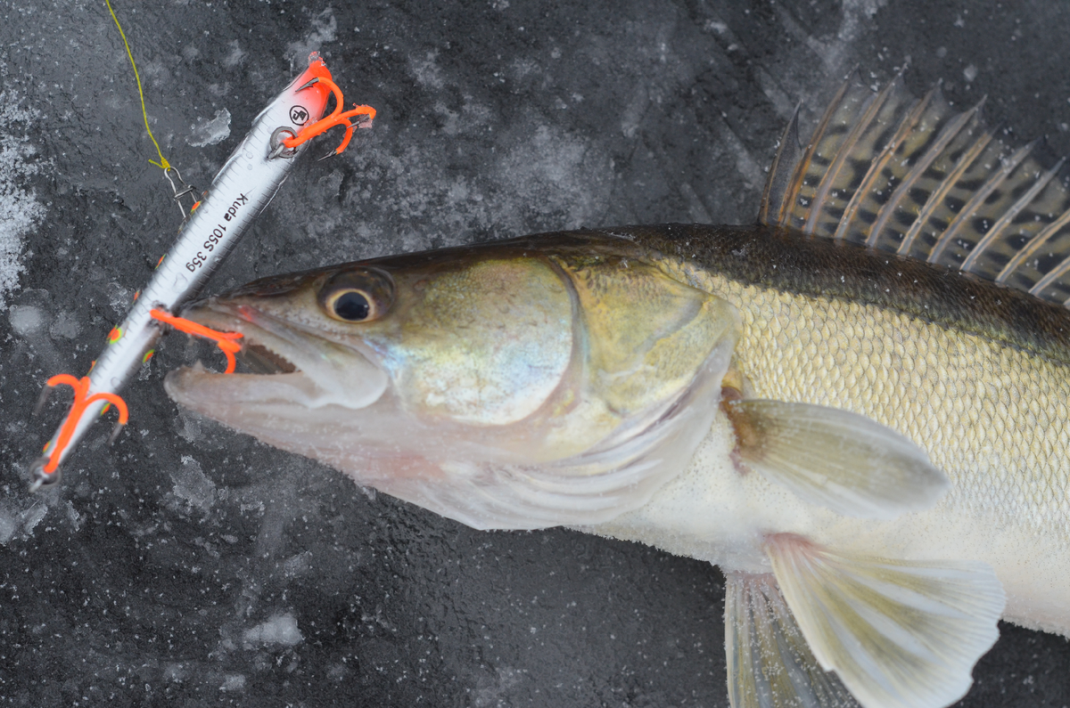 ECOPRO VIB Kuda, цвет 112-Bubonic Plague